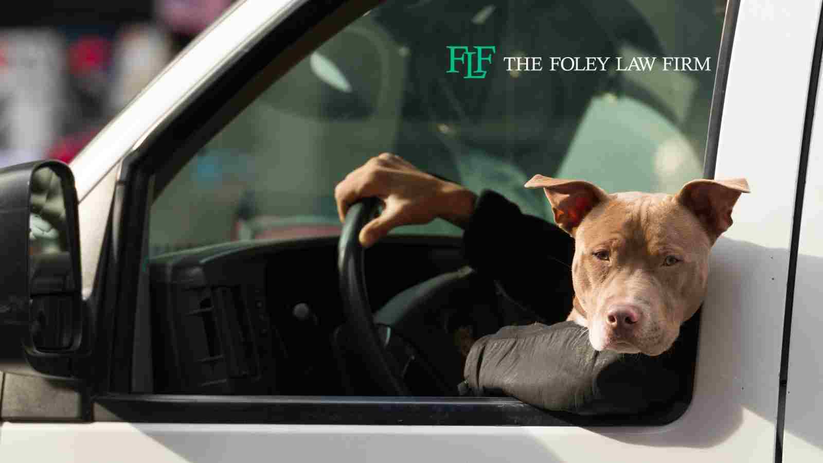 Tools to prevent dogs from causing distracted driving