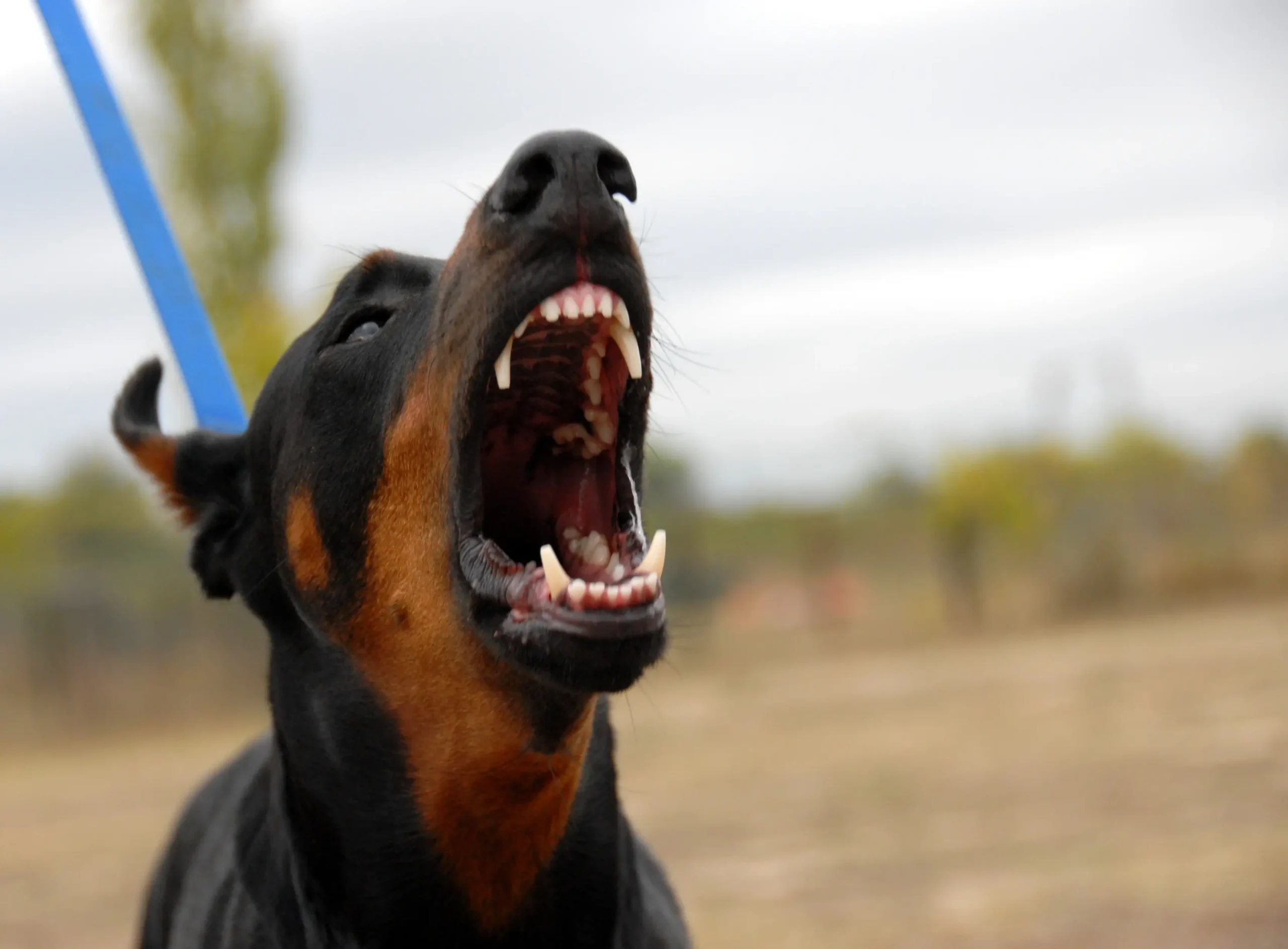 Dog Bites Attorneys in Colorado Springs, CO | T: 719-569-4729